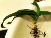 Что делать, если засыхает орхидея: причины и реанимация