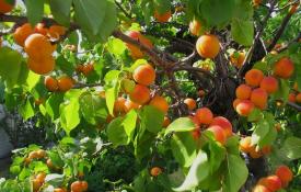 How to grow apricot from seed and achieve excellent yields?