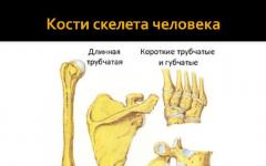 Tulang kerangka manusia