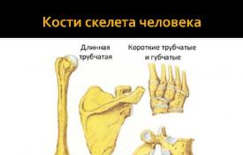 Кістки скелета людини