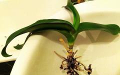 Orkide kurursa ne yapmalı: nedenleri ve canlandırılması