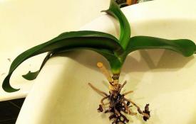 Vad man ska göra om en orkidé torkar ut: orsaker och återupplivning