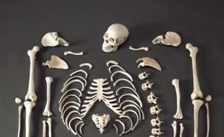 Broj kostiju u ljudskoj ruci