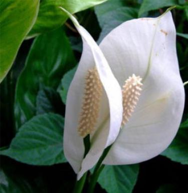 Spathiphyllum does not bloom