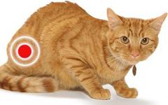 Koji su uzroci i liječenje krvi u mokraći mačke?