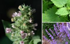 Catnip for cats and kittens: harm, benefits, use Can cats be given catnip?
