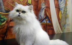 Cafe and museum ″Republic of Cats″ for children and adults