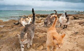 В италии есть кошачий пляж, покоривший тысячи туристов Остров с кошками в италии
