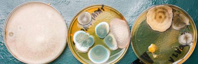 körömfesték körömgomba ellen homeopátiás szerek a gomba és a körmökön
