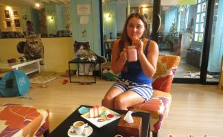 Cat cafe in Phuket: for those who love animals